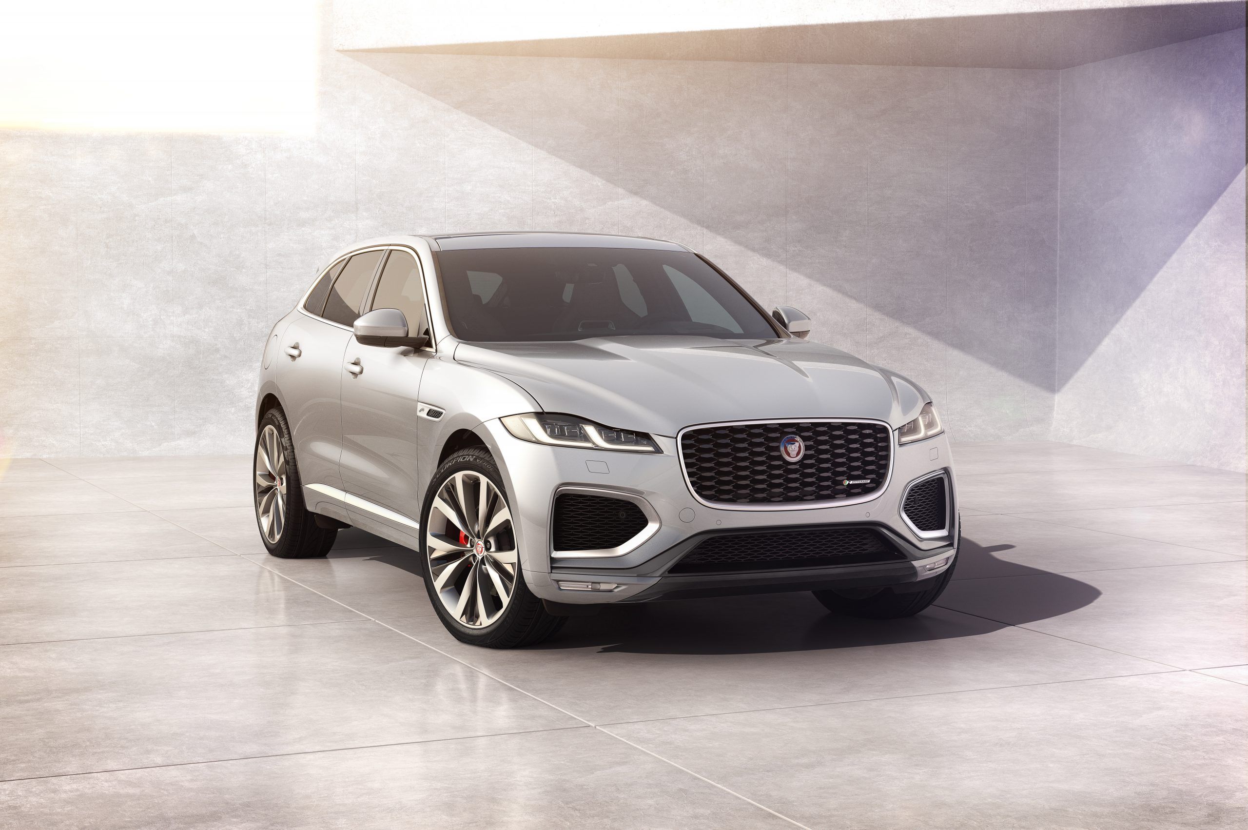 Jaguar at Saad & Trad